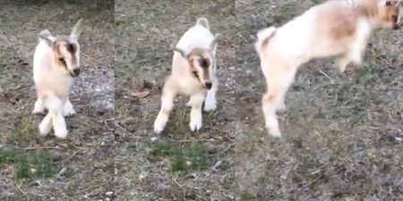 WATCH: Baby goat can’t get the hang of jumping and it is beyond adorable