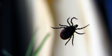 HSE issue Lyme Disease warning