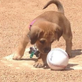 This puppy was abandoned at a baseball stadium and now has a very important job