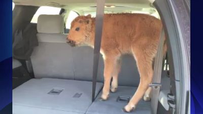 A Baby bison had to be euthanised after park-goers put it in their car ‘because it looked cold’