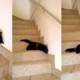 WATCH: This cat’s way of getting downstairs is very strange