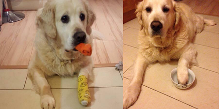 This picture of an injured dog reveals a common problem