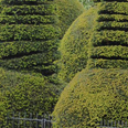 Someone created very naughty shapes out of their hedges