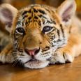 40 dead tiger cubs found at Thailand’s Tiger Temple