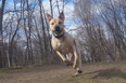 This Instagram account will melt any dog-lover’s heart