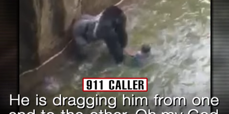 Panicked 911 call from terrified mum of the boy who fell into zoo’s gorilla pit has been released