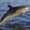 Fungie the dolphin has been injured with a deep wound