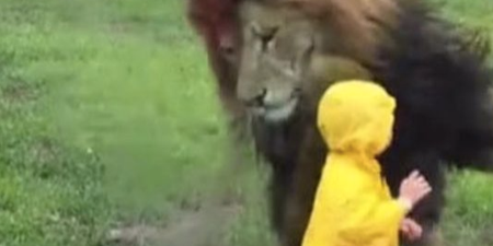 WATCH – This little boy had a very close encounter with a lion in a Tokyo Zoo