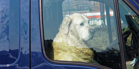 Dog left outside Bloom festival dies in overheated car