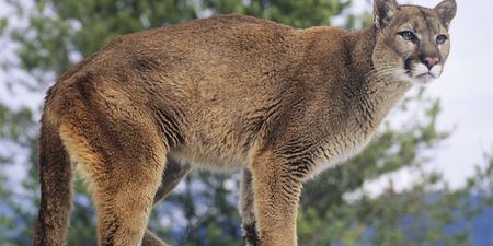 Mother rescues 5-year-old son from mountain lion in a terrifying ordeal