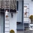 WATCH: This Athlone dog climbing a ladder is just jaw-dropping