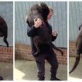 These police dogs being reunited with their handler will make you believe in happiness