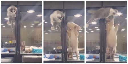 Nothing is going to stop this cat and dog from having a snog. NOTHING.