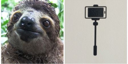 This sloth has somehow managed to justify the existence of selfie sticks