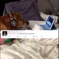 This family’s way of soothing their dog after fireworks has won the internet