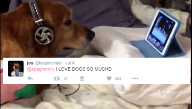 This family’s way of soothing their dog after fireworks has won the internet