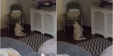 This Dublin dog dancing to Wham! is just brilliant