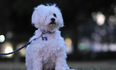 This incredibly detailed ‘family contract’ led to this adorable dog being adopted