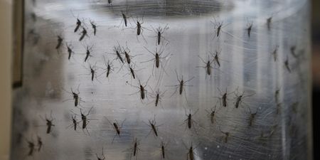 Pregnant women urged not to travel to Florida after Zika cases detected