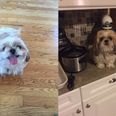 People are finding this doggy haircut gone wrong absolutely hilarious