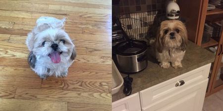 People are finding this doggy haircut gone wrong absolutely hilarious