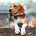 These are the conclusive differences between cat lovers and dog lovers