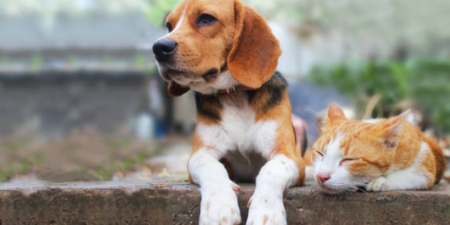 These are the conclusive differences between cat lovers and dog lovers