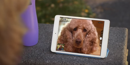 You can finally Skype your pets thanks to this new gadget