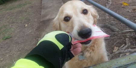 Postman writes a letter to a family dog because she loves getting mail