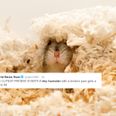 A tiny hamster broke his arm and got a cast put on it, now the internet absolutely adores him