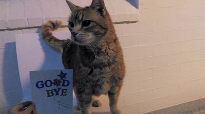 Online campaign flew this cat from Australia to Ireland to be reunited with its owner