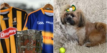 One Irish dog is more than ready for today’s All-Ireland final