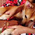 Indian woman chooses her dog over an arranged marriage