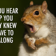 We turned stunning wildlife photography into relatable memes for World Animal Day
