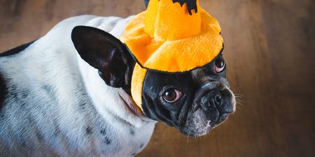 If your dog get frightened on Halloween, try these tips