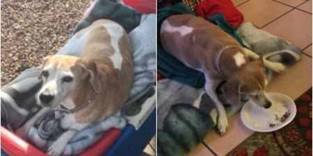 How this dog spent his last day alive is totally heartbreaking