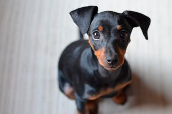 These are the most popular names for dogs this year