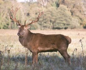 Licences to shoot endangered Killarney red deer sold to hunters from the US