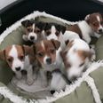 13 puppies were saved from smugglers in Dublin