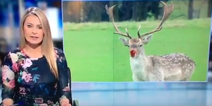RTÉ News did a sweet Christmas themed report on a red-nosed reindeer