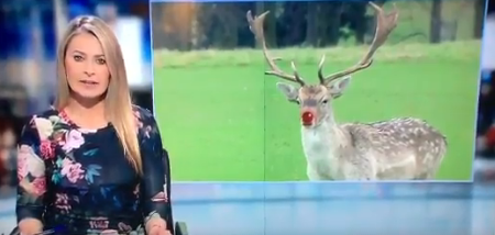 RTÉ News did a sweet Christmas themed report on a red-nosed reindeer