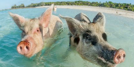 Seven swimming pigs are found dead in the Bahamas – and drunk tourists are being blamed