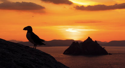 If you liked Planet Earth then you’ll love TG4’s new documentary series