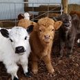 Cow puppies are real… and they deserve all our attention and love