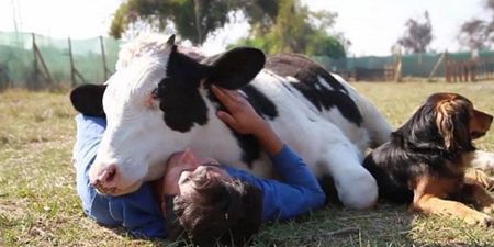 Salvador the rescue dairy cow loves his owners… and we love him