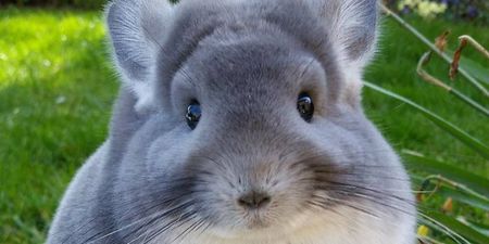 You haven’t experienced true cuteness until you see this outrageous chinchilla