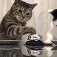 These bell-ringing cats are equal parts amazing and infuriating
