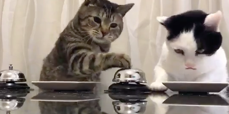 These bell-ringing cats are equal parts amazing and infuriating