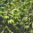 Massive cannabis-growing facilities could be established in these 4 Irish counties