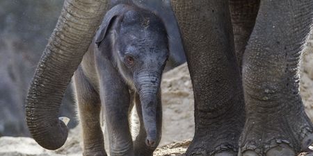 Dublin Zoo just welcomed a baby elephant calf